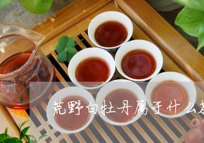 荒野白牡丹属于什么茶种/2023032840493