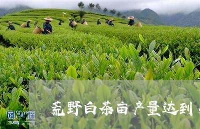 荒野白茶亩产量达到多少/2023032890717