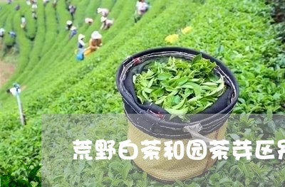 荒野白茶和园茶芽区别/2023032803738