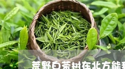 荒野白茶树在北方能种吗/2023032815157