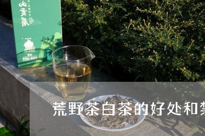 荒野茶白茶的好处和禁忌/2023032899584