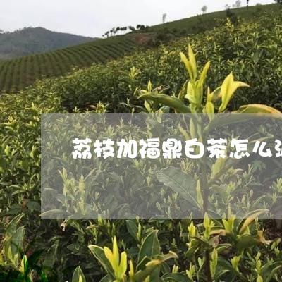 荔枝加福鼎白茶怎么泡茶/2023032815948