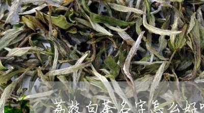 荔枝白茶名字怎么好听些/2023032881593