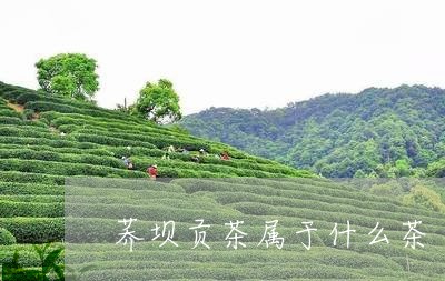 荞坝贡茶属于什么茶/2023041527159