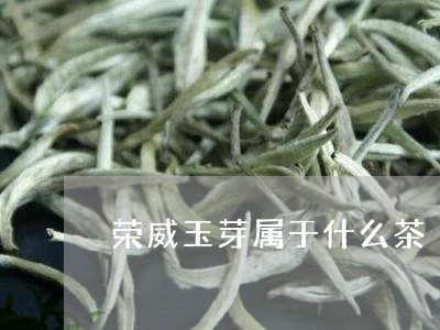 荣威玉芽属于什么茶/2023041694930