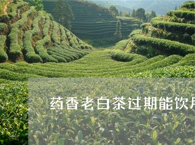 药香老白茶过期能饮用吗/2023032773825