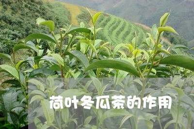 荷叶冬瓜茶的作用/2023032447282