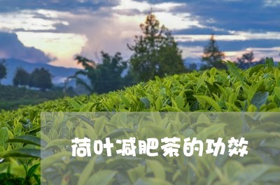 荷叶减肥茶的功效/2023032530382