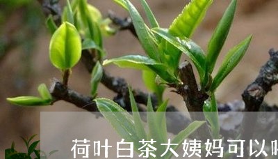 荷叶白茶大姨妈可以喝吗/2023032897361