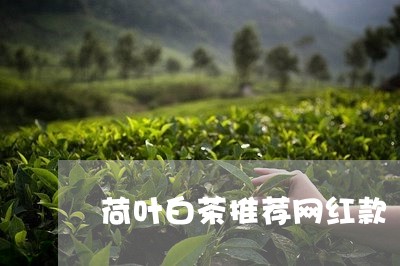 荷叶白茶推荐网红款/2023032859302