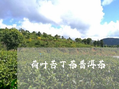 荷叶苦丁茶普洱茶/2023041072958