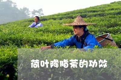 荷叶降脂茶的功效/2023032550814