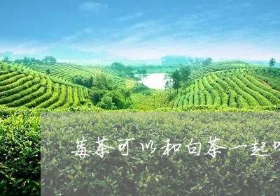 莓茶可以和白茶一起喝吗/2023032874059