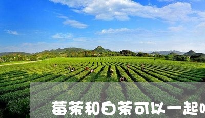 莓茶和白茶可以一起喝吗/2023032823139