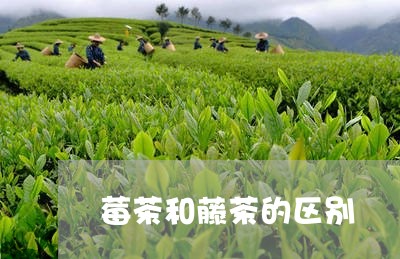 莓茶和藤茶的区别/2023032595047