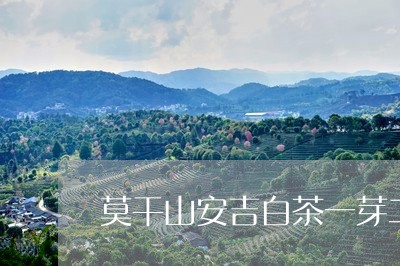 莫干山安吉白茶一芽二叶/2023032830581