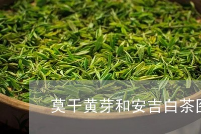 莫干黄芽和安吉白茶图片/2023032804150