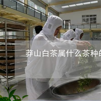 莽山白茶属什么茶种的茶/2023032818381