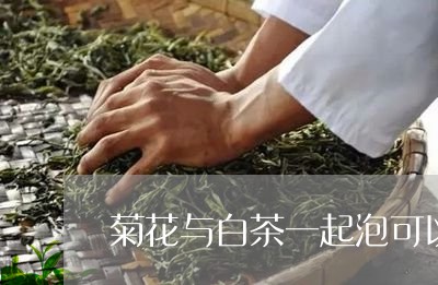 菊花与白茶一起泡可以吗/2023032764837