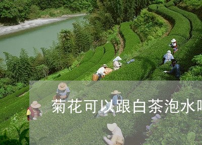 菊花可以跟白茶泡水喝吗/2023032771713