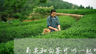 菊花和白茶可以一起喝吗/2023032871795