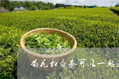 菊花和白茶可以一起泡吗/2023032825350