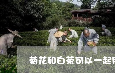 菊花和白茶可以一起用吗/2023032820796