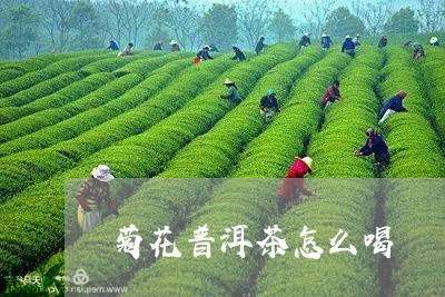 菊花普洱茶怎么喝/2023040976161