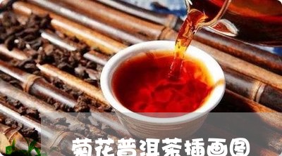 菊花普洱茶插画图/2023041354159