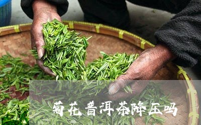 菊花普洱茶降压吗/2023040914951