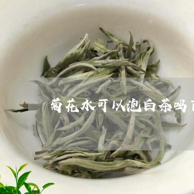 菊花水可以泡白茶吗百度/2023032815269