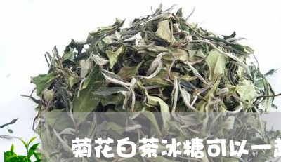 菊花白茶冰糖可以一起吃/2023032835169