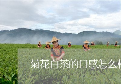 菊花白茶的口感怎么样啊/2023032851614