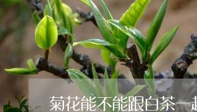 菊花能不能跟白茶一起泡/2023032884951