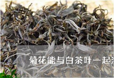 菊花能与白茶叶一起泡吗/2023032879483