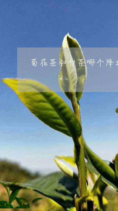 菊花茶和白茶哪个降血糖/2023032821739