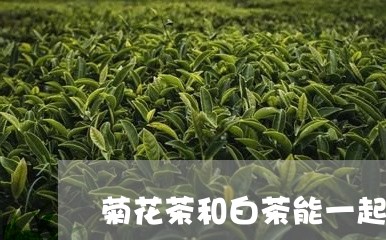 菊花茶和白茶能一起泡吗/2023032815947