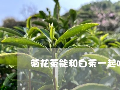 菊花茶能和白茶一起喝吗/2023032849572