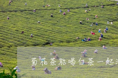 菊花茶能喝白茶一起泡吗/2023032893816