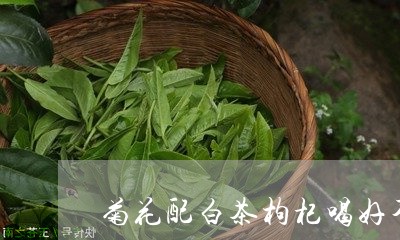 菊花配白茶枸杞喝好不好/2023032868492