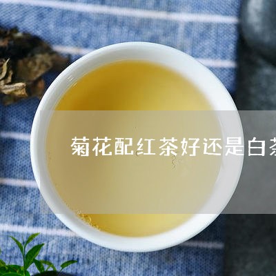 菊花配红茶好还是白茶好/2023032829495