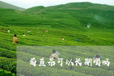 菊苣茶可以长期喝吗/2023041469583