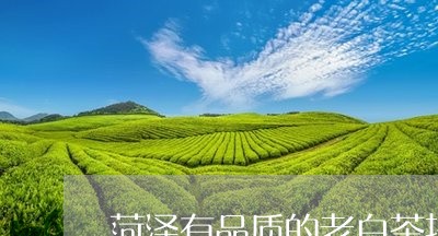 菏泽有品质的老白茶招商/2023032862605