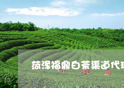 菏泽福鼎白茶渠道代理商/2023032865168