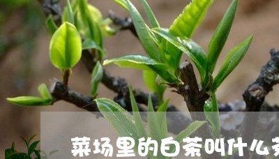 菜场里的白茶叫什么茶类/2023032720504