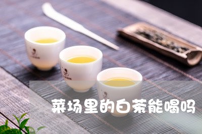 菜场里的白茶能喝吗/2023032744735