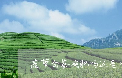 菠萝白茶减肥吗还是增肥/2023032843736