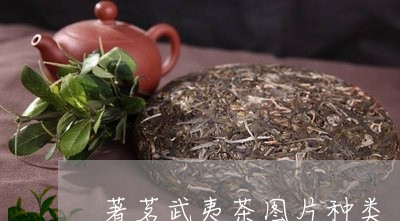 著茗武夷茶图片种类/2023041723938