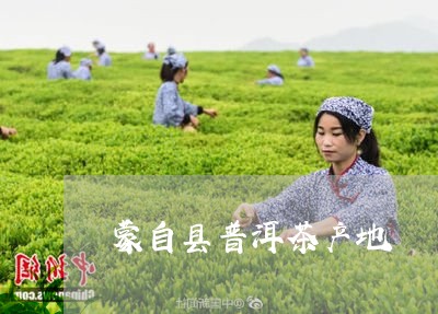 蒙自县普洱茶产地/2023031804049