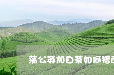 蒲公英加白茶如何搭配喝/2023032831693